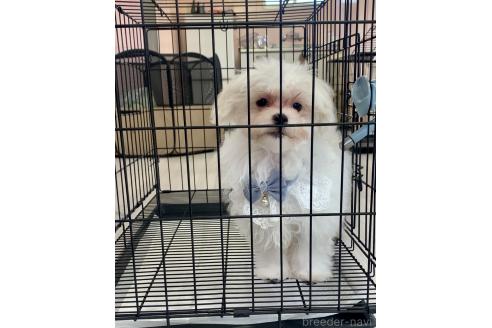 販売中の滋賀県のマルチーズ-373438の2枚目