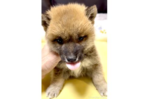 販売中の奈良県の豆柴-384483の5枚目
