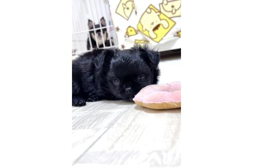 販売中の愛媛県のチワワ(ロングコート)-389522の8枚目