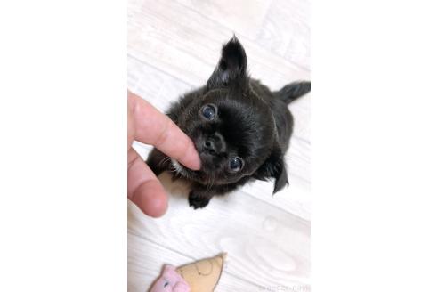 成約済の愛媛県のチワワ(ロングコート)-389524の6枚目