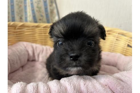 販売中の岡山県のミックス犬-386074の9枚目