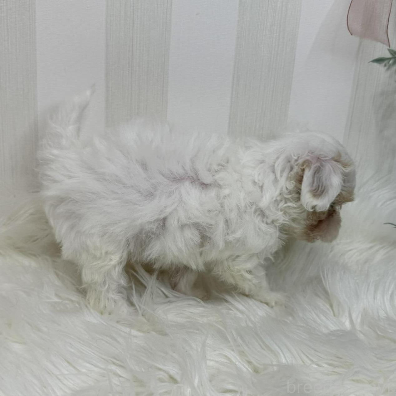 販売中の島根県のマルプー:マルチーズ×トイプードル-389771の8枚目