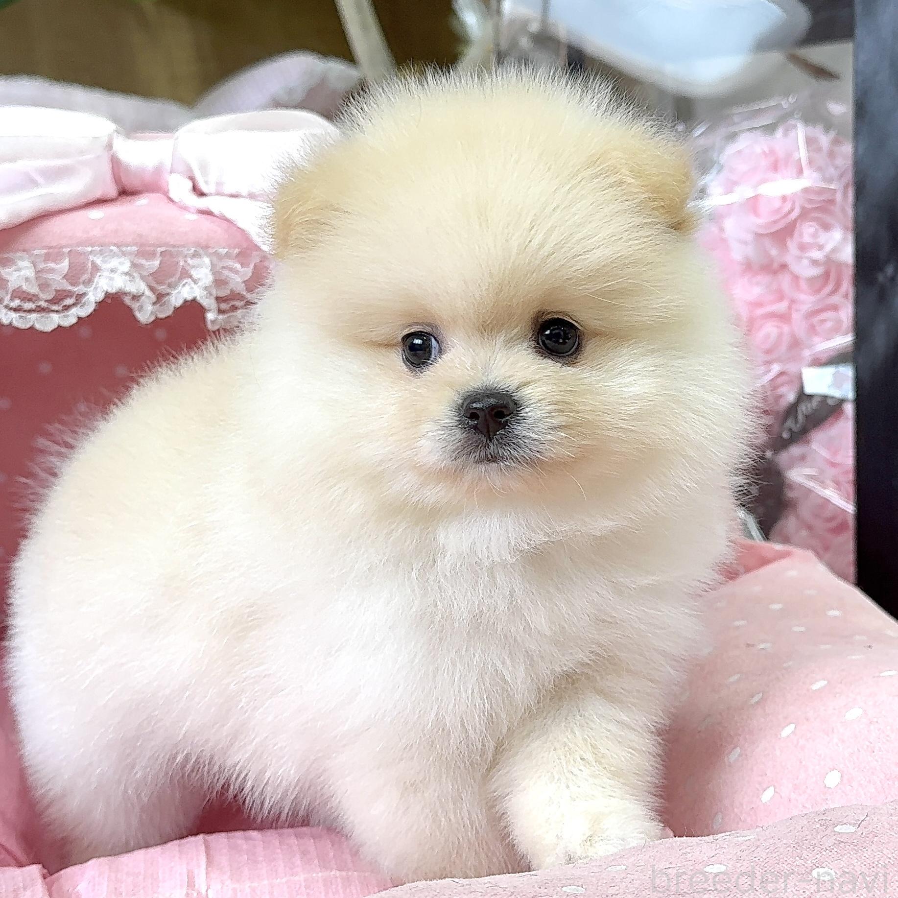 販売中の大阪府のポメラニアン-389776の9枚目