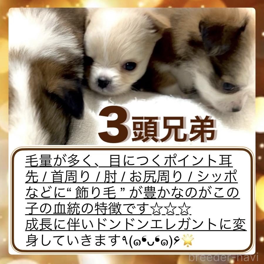 商談中の大阪府のチワワ(ロングコート)-389792の11枚目