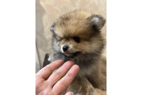 販売中の大分県のポメラニアン-389794の7枚目