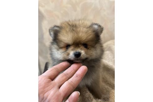 販売中の大分県のポメラニアン-389794の6枚目