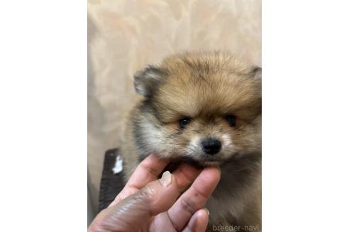販売中の大分県のポメラニアン-389794の5枚目