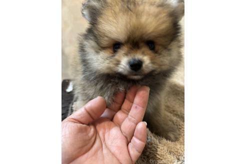 販売中の大分県のポメラニアン-389794の4枚目