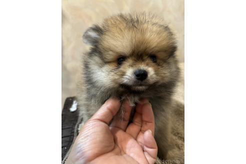 販売中の大分県のポメラニアン-389794の2枚目