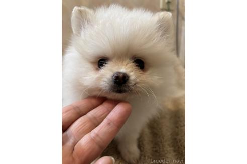 販売中の大分県のポメラニアン-389796の2枚目