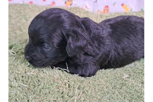 商談中の愛知県のミックス犬-389802の3枚目