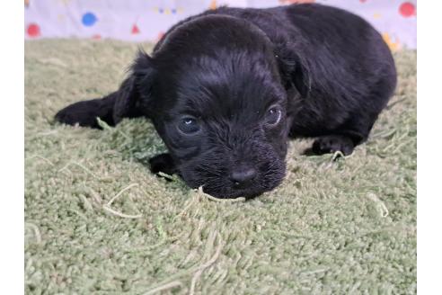 商談中の愛知県のミックス犬-389802の2枚目