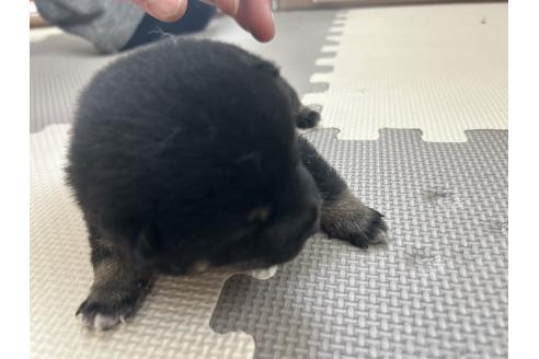 商談中の滋賀県の豆柴-389800の10枚目