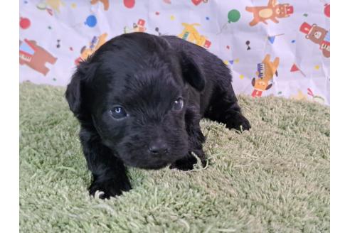 販売中の愛知県のミックス犬-389805