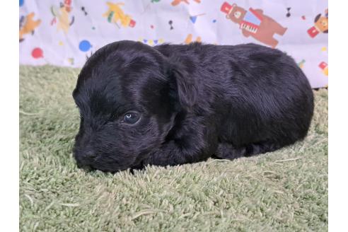 販売中の愛知県のミックス犬-389805の4枚目