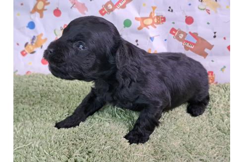 販売中の愛知県のミックス犬-389805の3枚目
