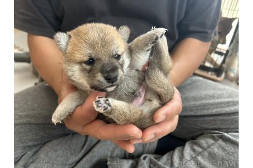 販売中の滋賀県の柴犬-389803の17枚目