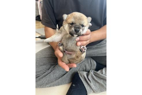 販売中の滋賀県の柴犬-389803の16枚目