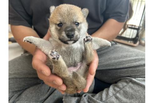 販売中の滋賀県の柴犬-389803の15枚目