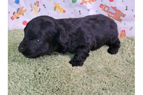 販売中の愛知県のミックス犬-389805の2枚目