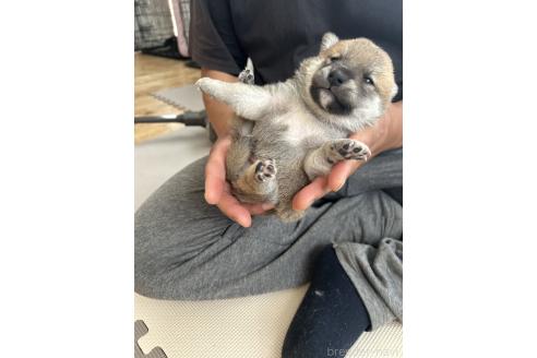 販売中の滋賀県の柴犬-389803の14枚目