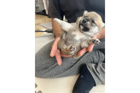 販売中の滋賀県の柴犬-389803の12枚目