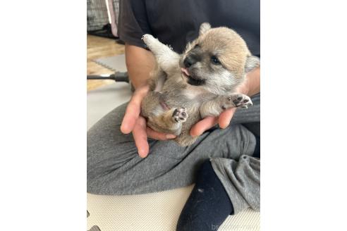 販売中の滋賀県の柴犬-389803の10枚目