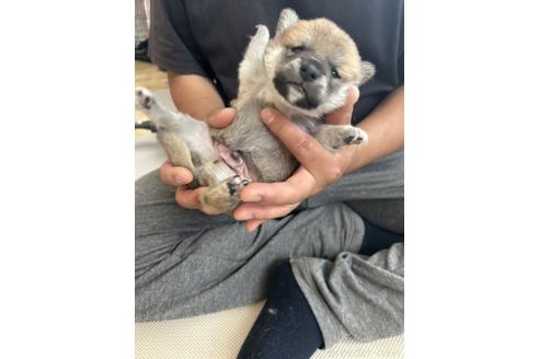 販売中の滋賀県の柴犬-389803の9枚目