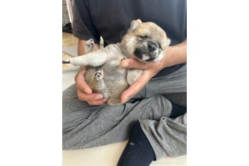 販売中の滋賀県の柴犬-389803の8枚目