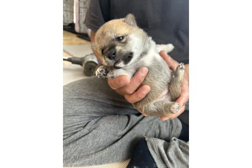 販売中の滋賀県の柴犬-389803の7枚目