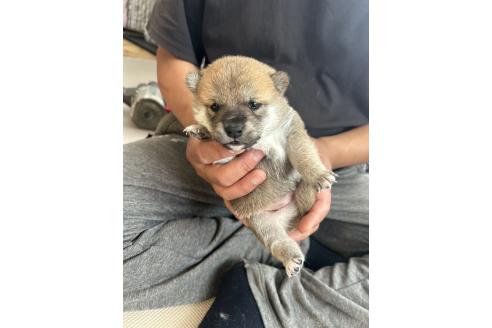 販売中の滋賀県の柴犬-389803の6枚目