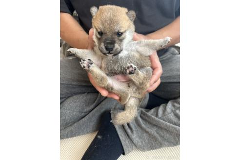 販売中の滋賀県の柴犬-389803の4枚目