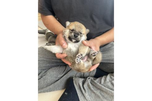 販売中の滋賀県の柴犬-389803の3枚目