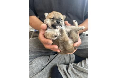 販売中の滋賀県の柴犬-389803の2枚目