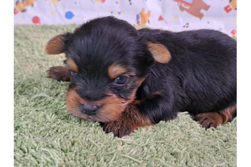 販売中の愛知県のミックス犬-389806