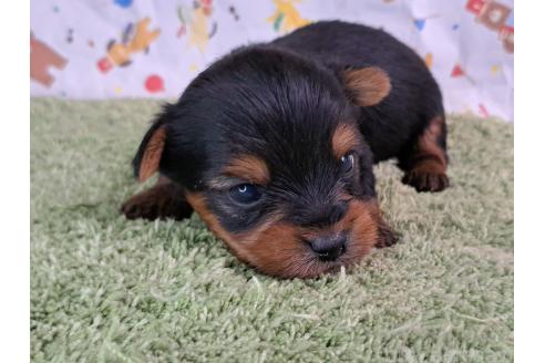 販売中の愛知県のミックス犬-389806の4枚目