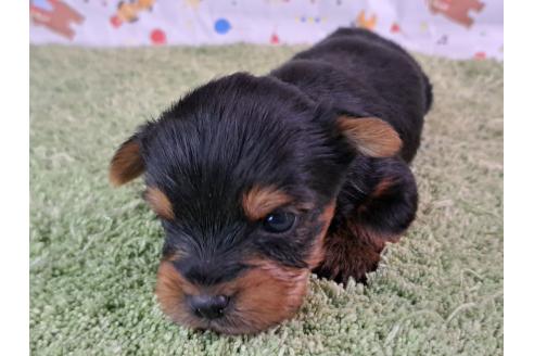 販売中の愛知県のミックス犬-389806の3枚目