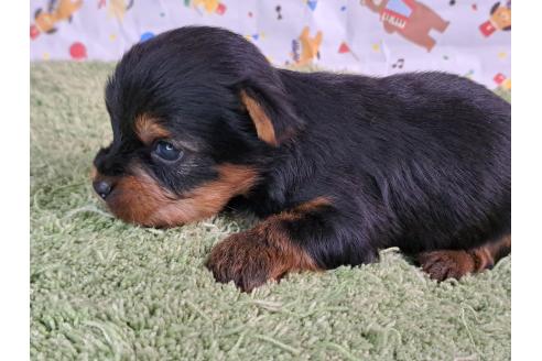 販売中の愛知県のミックス犬-389806の2枚目