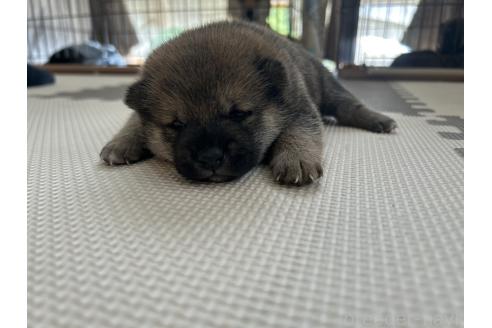 販売中の滋賀県の柴犬-389807の24枚目