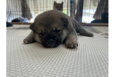 販売中の滋賀県の柴犬-389807の23枚目
