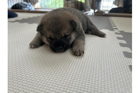 販売中の滋賀県の柴犬-389807の22枚目
