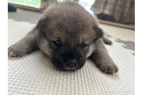 販売中の滋賀県の柴犬-389807の21枚目