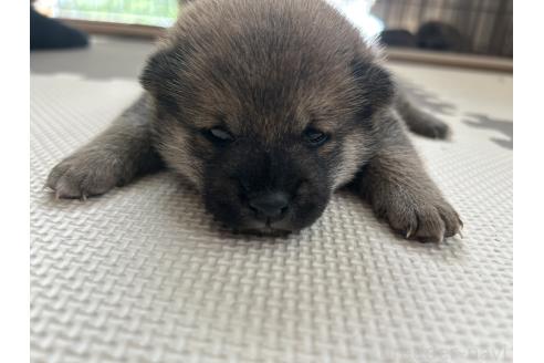販売中の滋賀県の柴犬-389807の20枚目