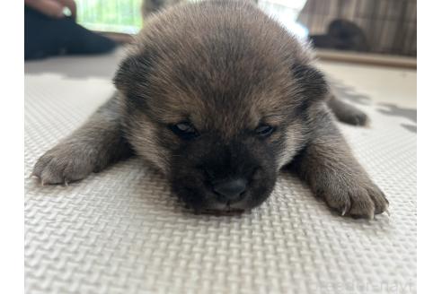 販売中の滋賀県の柴犬-389807の19枚目