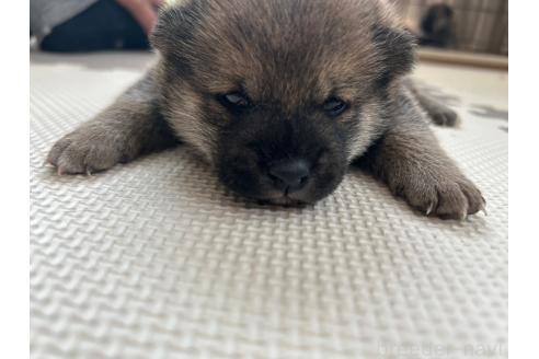 販売中の滋賀県の柴犬-389807の18枚目