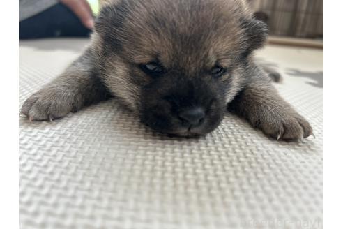 販売中の滋賀県の柴犬-389807の17枚目