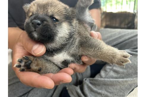 販売中の滋賀県の柴犬-389807の16枚目