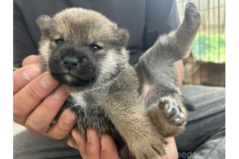 販売中の滋賀県の柴犬-389807の15枚目