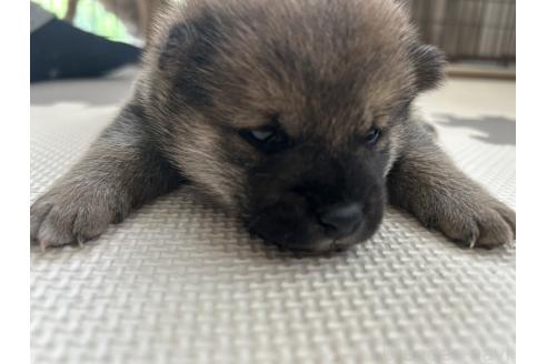 販売中の滋賀県の柴犬-389807の13枚目