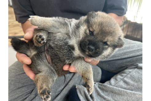 販売中の滋賀県の柴犬-389807の12枚目